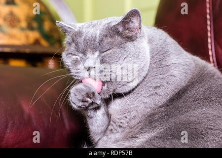 Portrait of the British Blue short-hair cat is sitting on the sofa and licking his hand. Stock Photo
