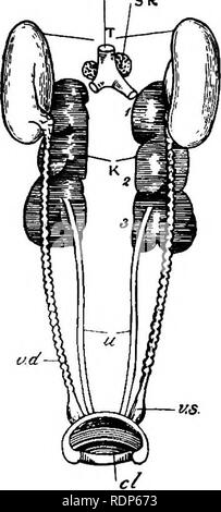 . Outlines of zoology. Zoology. REPRODUCTIVE SYSTEM. 6i3 occur in Mammals. The kid- neys are metanephric in origin. The waste products, consisting for the most part of urates, pass in semi-solid form down the ureters into the median compartment of the cloaca. In front of each kidney, at the base of the iliac vein, there lies a. suprarenal body. Reproductive system.— The testes lie in front of the kidneys. Like the ovary, they increase in size at the breed- ing season, and dwindle after-. Please note that these images are extracted from scanned page images that may have been digitally enhanced  Stock Photo