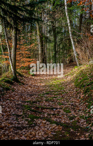 beautiful image of a trail in the forest covered in dry leaves among trees on an autumn day in the Belgian Ardennes Stock Photo
