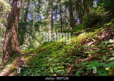 Redwood trees (Sequoia sempervirens) forest, California Stock Photo