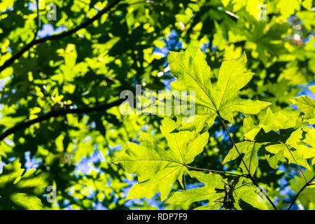 Green bigleaf maple (Acer macrophyllum) crown, San Francisco bay area, California Stock Photo