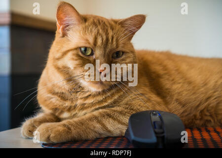 Close up of orange cat sitting next to a mouse; shallow depth of field Stock Photo