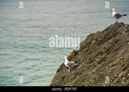 A pair of California gulls on a rock on a cloudy day, Lands End, San Francisco, California Stock Photo