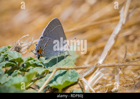Close up of Gray Hairstreak (Strymon melinus) butterfly, San Francisco bay area, California Stock Photo