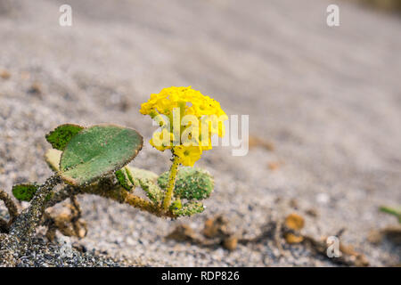 Yellow Sand Verbena (Abronia latifolia) blooming in Prairie Creek Redwoods State Park, California Stock Photo