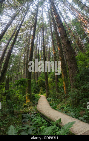 Peaceful walk on a wooden boardwalk through an evergreen trees forest, Prairie Creek Redwoods State Park, California Stock Photo