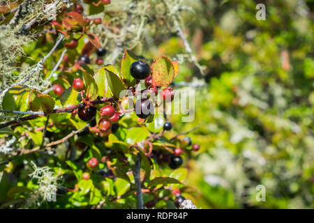 Huckleberries on a branch in the forests of Oregon Stock Photo