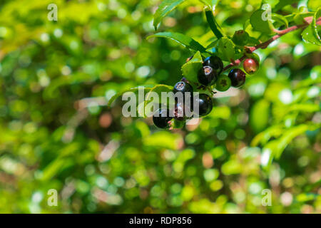 Huckleberries on a branch in the forests of Oregon Stock Photo