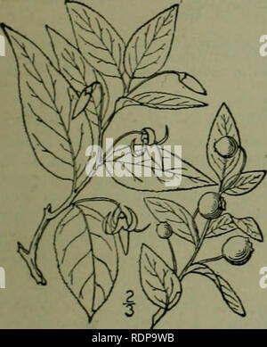 . An illustrated flora of the northern United States, Canada and the British possessions : from Newfoundland to the parallel of the southern boundary of Virginia and from the Atlantic Ocean westward to the 102nd meridian. Botany. 2. Oxycoccusmacrocarpus (Ait.) Pursli. Large or American Cranberry. Fig. 3276. Vaccinium macrocarfon .it. Hort. Kew. 2: 13. /â /. 7. 1789. O. palustris macrocarfus Pers. Syn. i : 419. 1805. Oxycoccus macrocarpus Pursh, Fl. Am. Sept. 263. 1814. Similar to the preceding species, but stouter and larger, the branches often 8' long. Leaves oval, oblong, or sometimes sligh Stock Photo