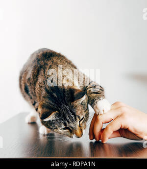 striped cat eats from hand, cat touches human hand Stock Photo
