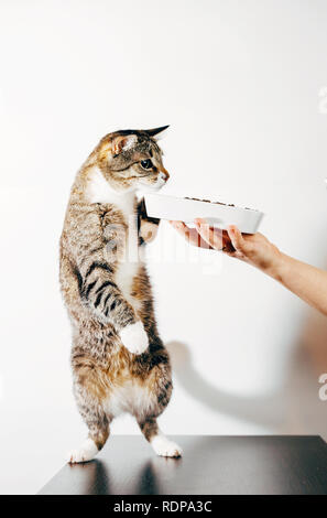 striped cat eats from the hand, cat steals food from plate Stock Photo