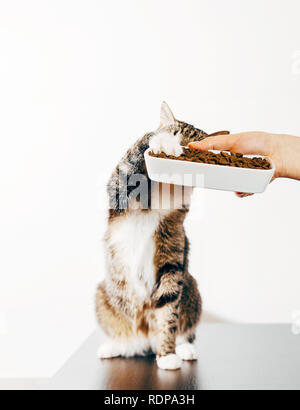 striped cat eats from the hand, cat steals food from plate Stock Photo