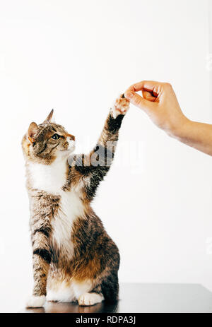 cat touches human hand, striped cat eats from hand Stock Photo
