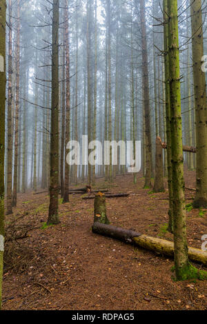 image of fallen trees among tall pine trees in the forest with a lot of fog in a mysterious and cold morning on a winter day in the Belgian Ardennes Stock Photo