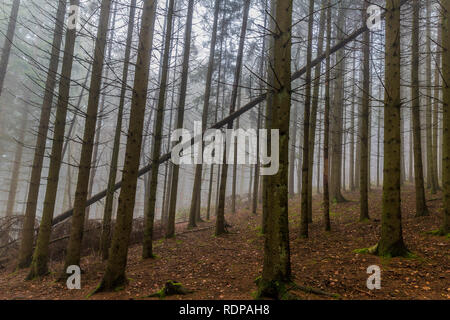 image of a tree fallen among tall pine trees in the forest in a mysterious morning with a lot of fog on a winter day in the Belgian Ardennes Stock Photo
