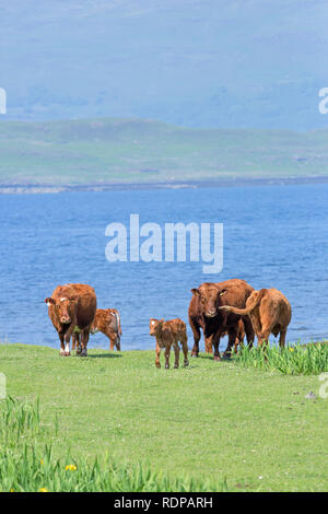 Shorthorn cross Limousin cattle. Two cows, two calves and a bull. Section of a Suckler herd. Beef production. Grass available for grazing much of the  Stock Photo