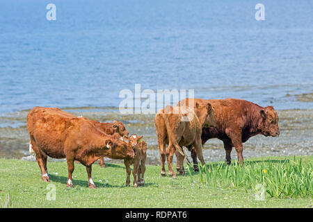 Shorthorn cross Limousin cattle. Bull right.  Suckler herd. Beef production. Grass available for grazing much of the year, due to the warming influence of Gulf Stream along the west coast Scotland. Stock Photo