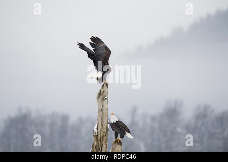 Bald eagles perched on a snag in the Alaska Chilkat Bald Eagle Preserve near Haines Alaska Stock Photo