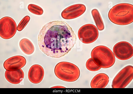 Basophil white blood cell and red blood cells, computer illustration. Basophils are the smallest and least common of the white blood cells. They are involved in allergic and inflammatory reactions and secrete the chemicals heparin, histamine and serotonin, which are stored in granules (purple) in the cell's cytoplasm. Stock Photo