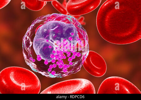 Basophil white blood cell and red blood cells, computer illustration. Basophils are the smallest and least common of the white blood cells. They are involved in allergic and inflammatory reactions and secrete the chemicals heparin, histamine and serotonin, which are stored in granules (purple) in the cell's cytoplasm. Stock Photo
