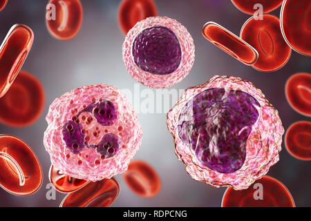 Lymphocyte (centre up), monocyte (right) and neutrophil (left) white blood cells in a blood smear, computer illustration. Lymphocytes are involved in the production of antibodies and attacking virus-infected and tumour cells. White blood cells are part of the body's immune system. Monocytes are the largest white blood cell. They engulf and digest invading bacteria and cell debris. Neutrophils are the most abundant white blood cell. They engulf and digest invading bacteria. Lymphocytes are involved in the production of antibodies and attacking virus-infected and tumour cells. Stock Photo