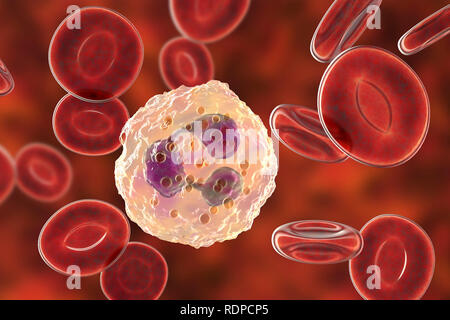 Neutrophil white blood cell and red blood cells, computer illustration. Neutrophils are the most abundant white blood cell and are part of the body's immune system.