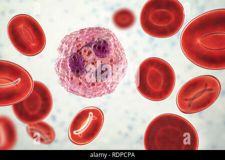 Neutrophil white blood cell and red blood cells, computer illustration. Neutrophils are the most abundant white blood cell and are part of the body's immune system.