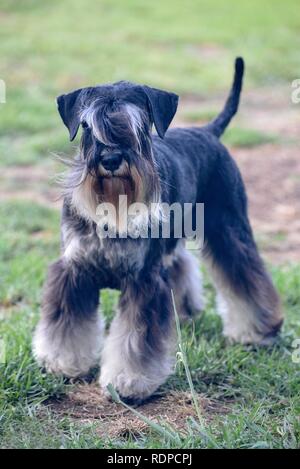 Black and silver Miniature Schnauzer. A breed of ratting dogs, originated in Germany in the mid-to-late 19th century. Standing on lawn. Stock Photo