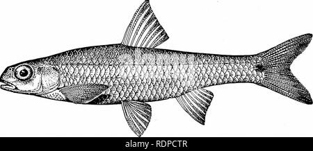 Fishes. Fishes. 384 Series Ostariophysi tasteless. Most of the