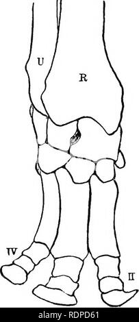 Text-book of comparative anatomy . The divisions of the Bopyri
