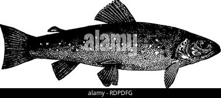 Four fishes salmon trout Black and White Stock Photos & Images - Alamy