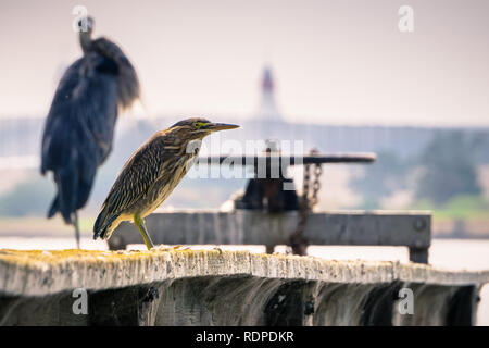 Green Heron (Butorides virescens) sitting on a wooden railing; Shoreline Park, Mountain View, California Stock Photo