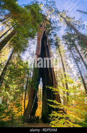 Looking up a severely burnt but still alive Sequoia tree; fall colored Pacific mountain dogwood in the foreground, Calaveras Big Trees State Park, Cal Stock Photo