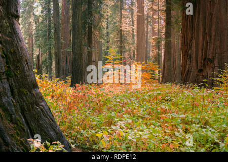 Brightly colored dogwood growing among giant sequoia trees on a sunny autumn day, Calaveras Big Trees State Park, California