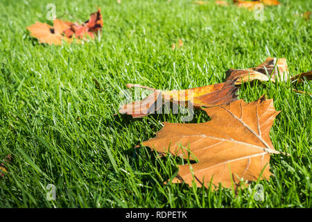 Autumn colored leaves fallen on a verdant meadow; background for autumn Stock Photo