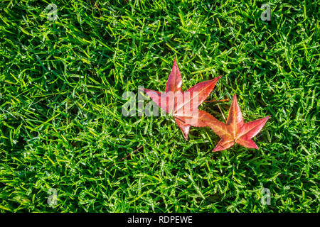 Autumn colored leaves fallen on a verdant meadow; background for autumn Stock Photo