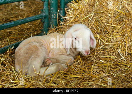 Small Baby Lamb in Pen at Farm Stock Photo - Alamy