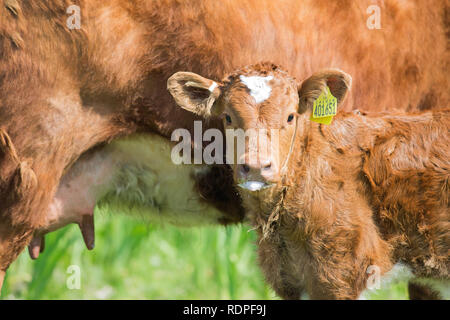 Calf alongside mother cow, or dam. Head facing forward. Eye contact. Taking a break from suckling. Milk adhering around the mouth. Stock Photo