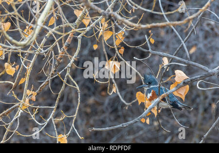 Female Belted Kingfisher (Megaceryle alcyon) sitting in Plains Cottonwood tree over a creek, Castle Rock Colorado US. Photo taken in January. Stock Photo