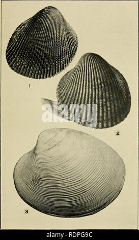 . The edible clams, mussels and scallops of California. . Plate 5.. Please note that these images are extracted from scanned page images that may have been digitally enhanced for readability - coloration and appearance of these illustrations may not perfectly resemble the original work.. Weymouth, Frank W. [from old catalog]. Sacramento Stock Photo
