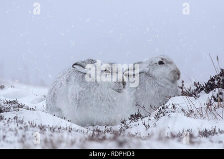Two mountain hares / Alpine hare / snow hares (Lepus timidus) in white winter pelage resting on hillside during snowstorm, Cairngorms NP, Scotland, UK Stock Photo