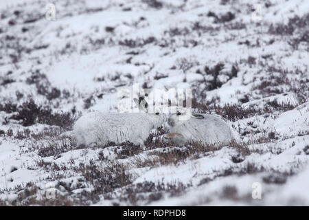 Mountain hare couple / Alpine hare / snow hares (Lepus timidus) in white winter pelage on hillside, Cairngorms NP, Scotland, UK Stock Photo