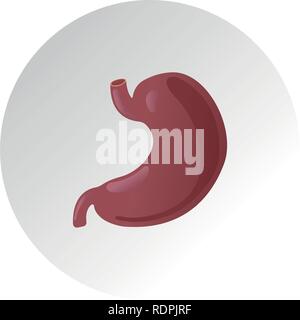 Vector realistic human stomach icon isolated on white background Stock Vector