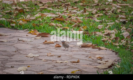 Wildlife and Nature at Lavras, Brazil Stock Photo - Alamy