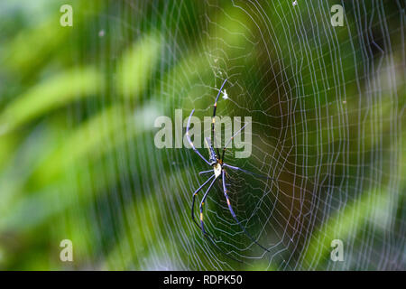 Giant Wood Spider, Nephila maculata, Nilgiri Hills, Tamil Nadu, India Stock Photo