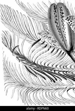 . The orchid-grower's manual, containing descriptions of the best species and varieties of orchidaceous plants in cultivation ... Orchids. . Please note that these images are extracted from scanned page images that may have been digitally enhanced for readability - coloration and appearance of these illustrations may not perfectly resemble the original work.. Williams, Benjamin Samuel, 1822-1890; Williams, Henry. London, Victoria and Paradise nurseries Stock Photo