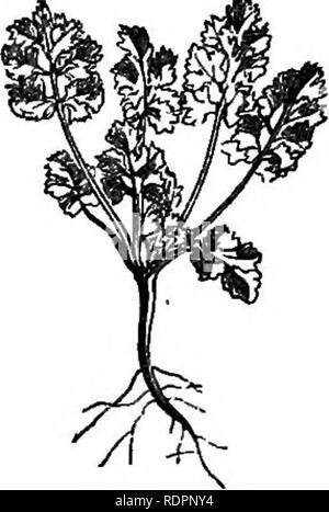 . My garden, its plan and culture together with a general description of its geology, botany, and natural history. Gardening. Fig. 127.—Australian Cress. Fig. 128.—Curled Cress. The Curled Cress {Lepidium sativum, fig. 128) is also used for salad, and is likewise good in early spring, especially when grown in the orchard-house. We always grow a reasonable proportion. Where water-cresses cannot be obtained, the American Cress {Barbarea prcecox) may be grown ; otherwise it may be dispensed with altogether, as an- inferior salad plant. The Lettuce {Lactuca sativd) is a highly important salad plan Stock Photo