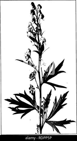 . A guide to the poisonous plants and weed seeds of Canada and the northern United States. Poisonous plants; Botany; Botany. Buttercup Family. 61. Fig. 10.—Monkshood—Aconitum napellus.. Please note that these images are extracted from scanned page images that may have been digitally enhanced for readability - coloration and appearance of these illustrations may not perfectly resemble the original work.. Thomson, Robert Boyd, 1870-; Sifton, Harold Boyd, joint author. [Toronto] University of Toronto Press Stock Photo