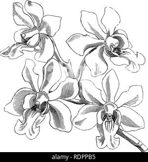 . The orchid-growers manual, containing brief descriptions of upwards of eight hundred species and varieties of orchidaceous plants; together with notices of their times of flowering, and most approved modes of treatment; also, plain and practical instructions relating to the general culture of orchids; and remarks on the heat, moisture, soil, and seasons of growth and rest best suited to the several species. Orchids; Orchid culture. VANDA DENISONIANA, Burmah,. Please note that these images are extracted from scanned page images that may have been digitally enhanced for readability - coloratio Stock Photo