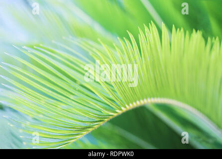 Natural blurred greenery tropic background with palm leaf.  Stock Photo